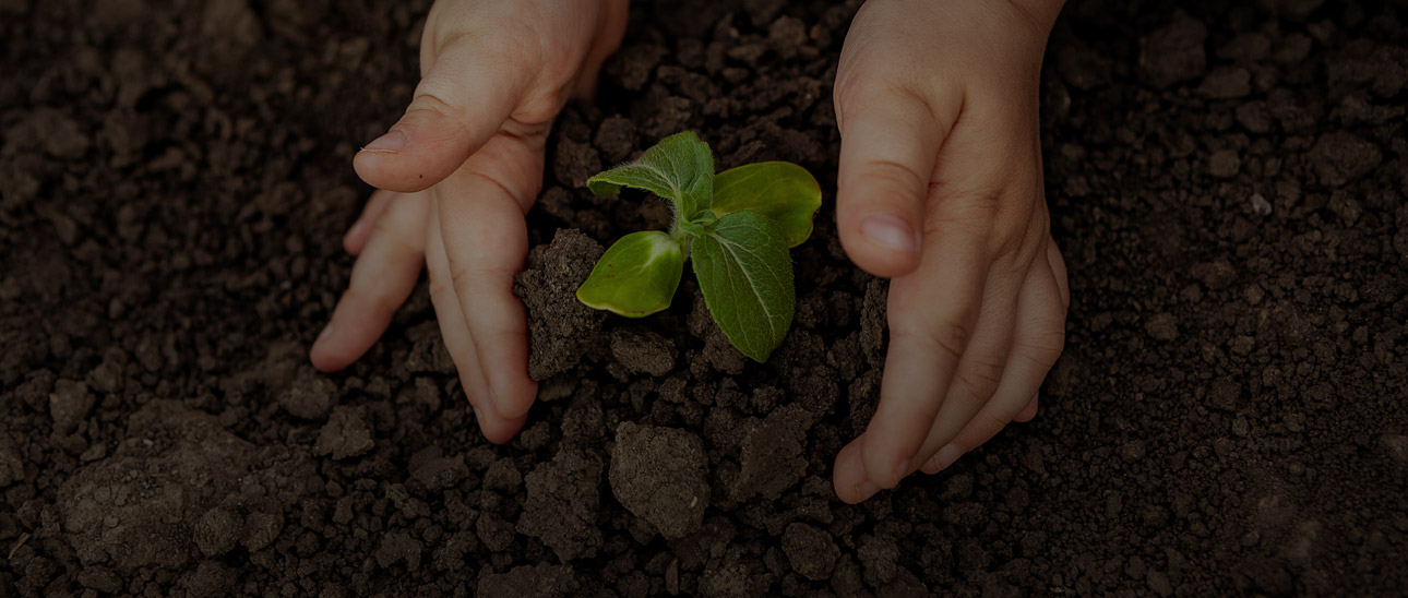 tree plantation initiative