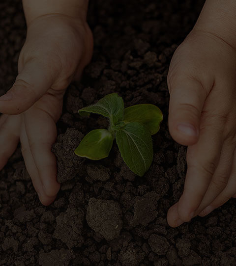 tree plantation initiative
