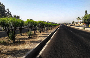 Greening Highways